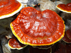 Ganoderma Lucidum Extract