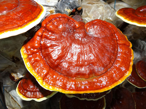 Ganoderma Lucidum Extract