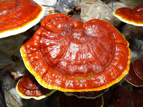 Ganoderma Lucidum Extract