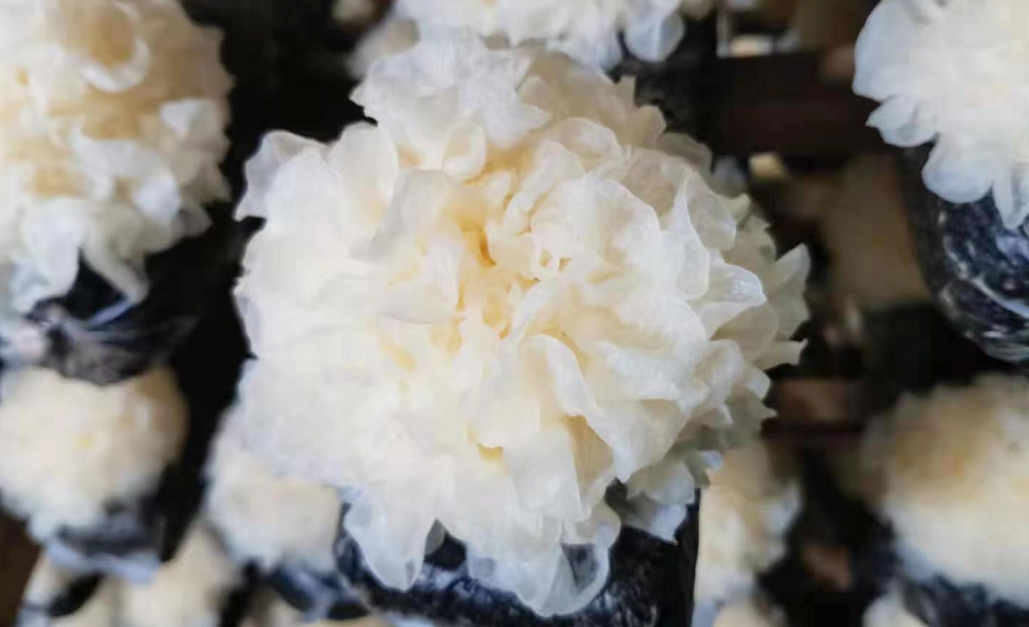 Shanghai Sanmin Herbal Industrial Co