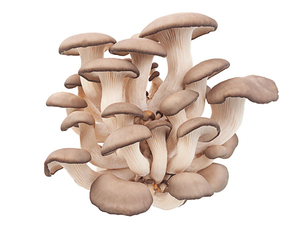 Pleurotus Ostreatus Extract