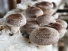 Lentinus Edodes Extract