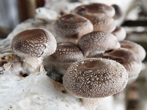 Lentinus Edodes Extract