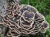 Tramates Versicolor Extract 
