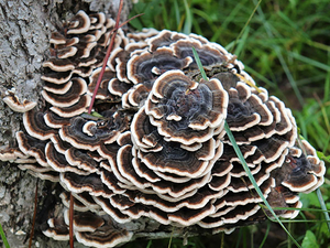 Tramates Versicolor Extract 
