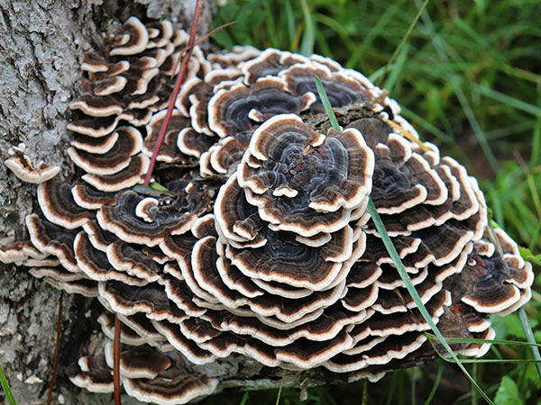 Tramates Versicolor Extract 