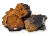 Inonotus Obliquus Extract