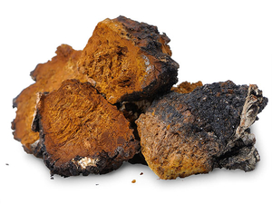 Inonotus Obliquus Extract