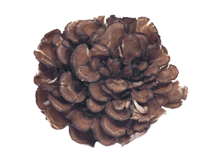 Grifola Frondosa Extract